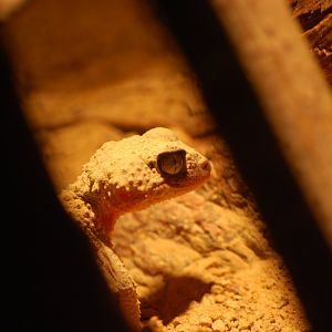 Knob-Tailed Gecko