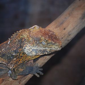 Frilled Dragon