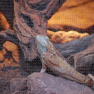 Bearded Dragon
