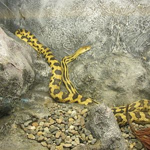 mexican pine snake
