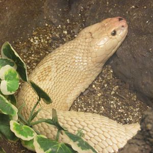 albino monocled cobra