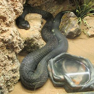 black necked spitting cobra