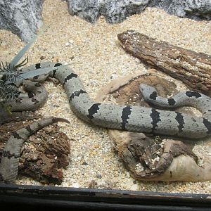 rock rattlesnake
