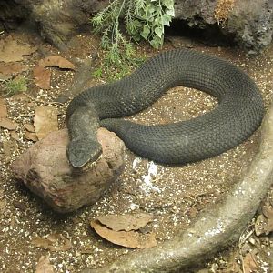 cottonmouth