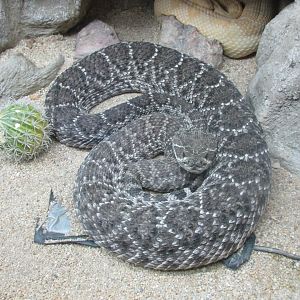 western diamondback rattlesnake