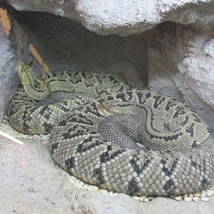 tropical rattlesnake