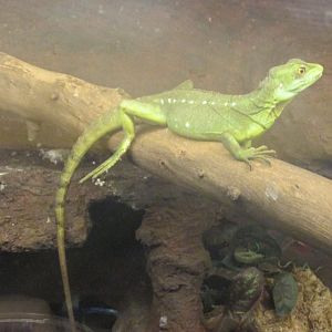 green basilisk lizard