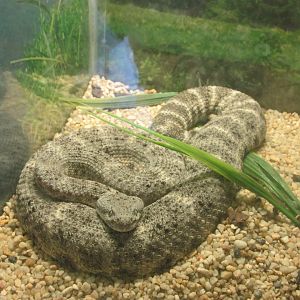 speckled rattlesnake