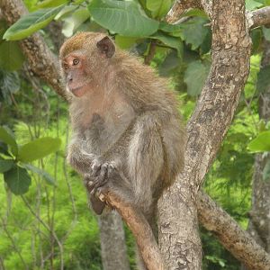 Crab-eating macaque
