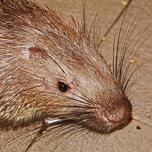 Porcupine  (Species ?), Bali Turtle Centre