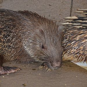 Porcupine, Bali Turtle Park