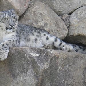 Snow leopard