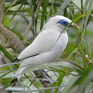 Bali mynah