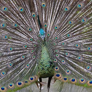 Green peafowl