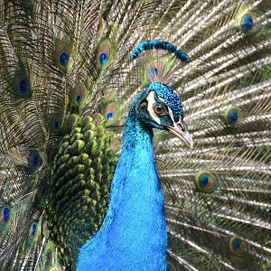 Blue peafowl