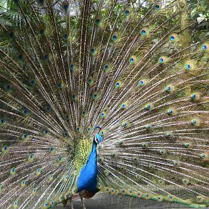 Blue peafowl 2
