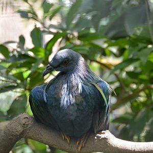 Nicobar pigeon