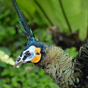 Green peafowl 2