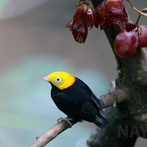 Golden-headed manakin, April 2018