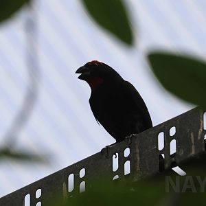 Greater Antillean bullfinch, April 2018