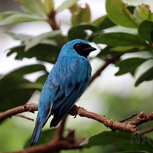 Swallow tanager, April 2018