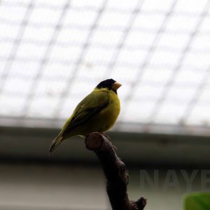 Antillean siskin, April 2018