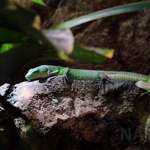 Green keel-bellied lizard, April 2018