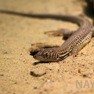 Bosk's fringe-toed lizard, April 2018