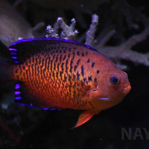 Rusty angelfish, April 2018