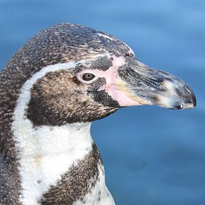 Humboldt penguin