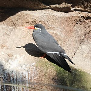 Inca tern
