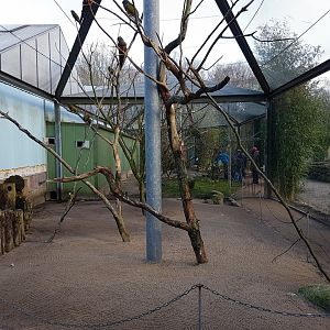 Conure-walk-through aviary