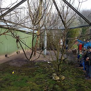 Budgy - Cockatail walk-through aviary