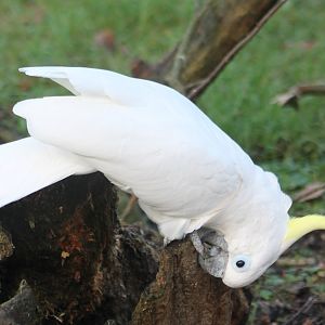 Triton cockatoo