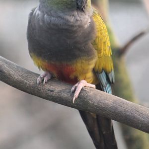 Burrowing parrot