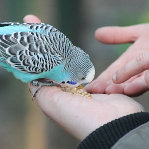 Budgie-feeding