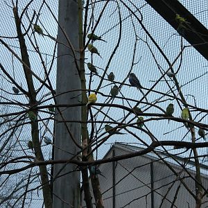 Lots of Budgies