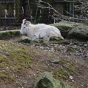 Dall sheep