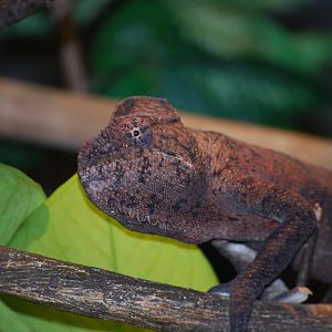 Oustalet's Chameleon