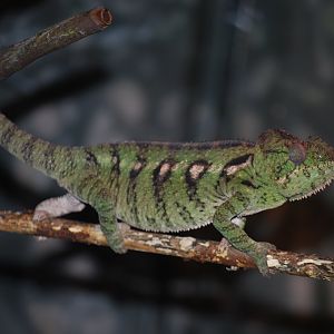 Oustalet's Chameleon