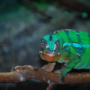 Panther Chameleon