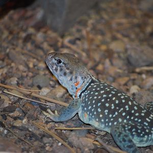 Collared Lizard