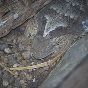 Giant Mexican Spiny Lizard