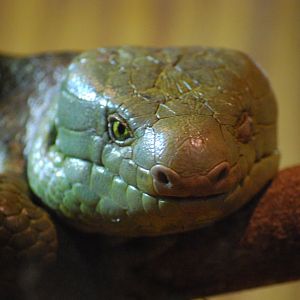 Prehensile-Tailed Skink