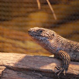 Cunningham's Skink
