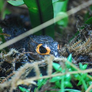 Red-Eyed Crocodile Skink