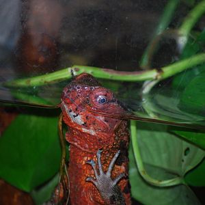 Chinese Crocodile Lizard