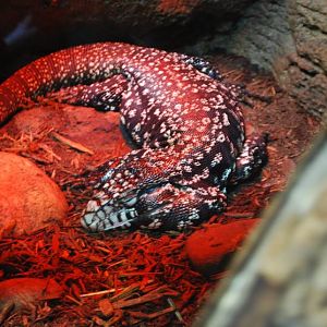 Argentine Black-and-White Tegu