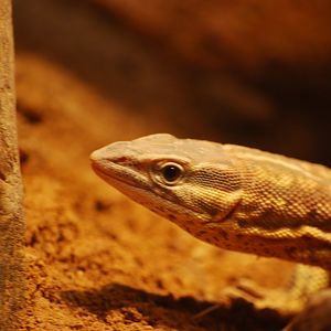 Scaly-Tailed Monitor