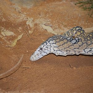 Perentie